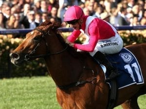 Divine Quality fresh for Adelaide G1 race