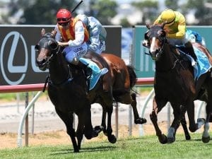 Rosehill or Doomben for Problem Solver