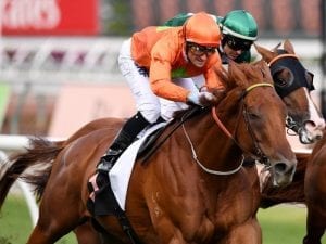 Terravista retired from racing