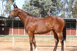 Honey Pot Yearling