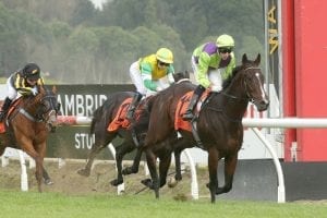 Mihaul’s winning habit continues at Te Rapa