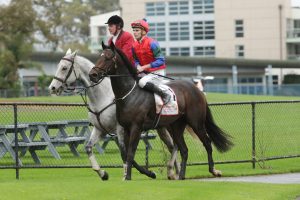 Solidify all class in Te Rapa feature