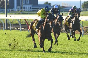 Smart 3YO leading the way for Harris