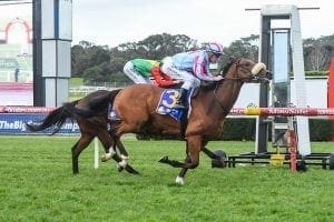 Maher import impressive in Sandown victory