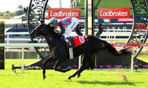 Antino gives rivals a galloping lesson in Wayne Wilson romp