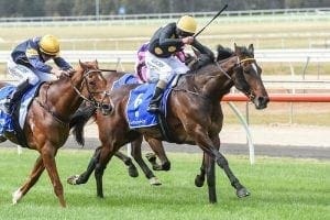 Flemington track to suit Adelaide visitor