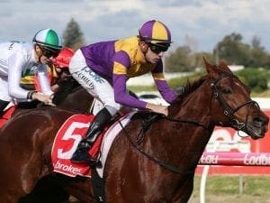 Guizot out to add another Caulfield win