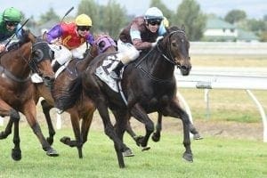 Light winter planned for talented Dolcetto