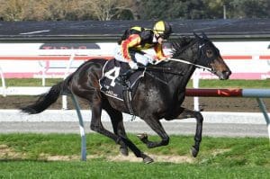 Fabian Hawk continues rise at Awapuni