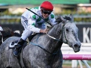 Rocket Tommy too speedy in Flemington win