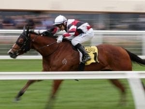 Halvorsen on target for Creswick Stakes