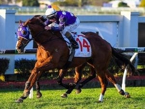 Shogun Sun to again tackle a mile