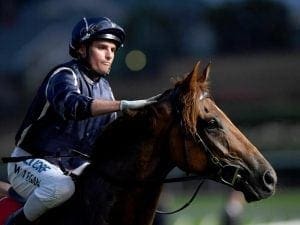 Widgee Turf could earn shot at G2 WFA race