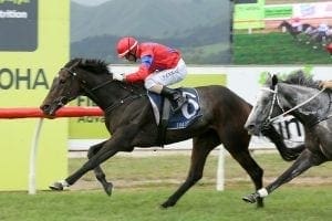 Kiwi Tiara contender in fine fettle