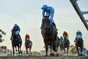 First horses on Hawkesbury Polytrack