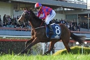 Haworths eyeing Riccarton carnival