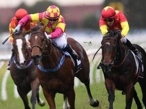 Unbeaten Ronstar on track for next step up