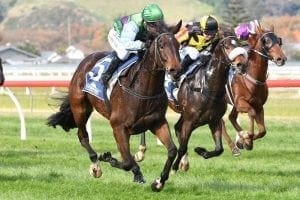 Flying start for well-bred 3YO