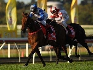 The Bostonian wins Sunshine Coast Guineas