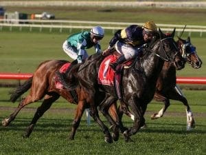 Moroney imports impress in Sandown wins