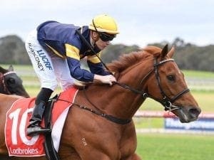 Import Hang Man adds Sandown win to record