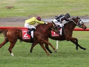 Jungle Edge sprints to Sandown victory