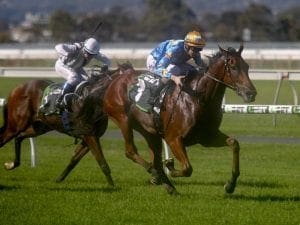 Relaxed Marcel From Madrid up for Sandown