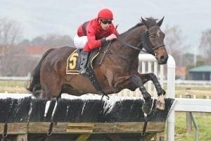 Trainer concerned with hurdler’s handicap position