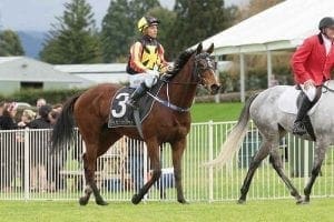 Art Deco wins at Tauranga