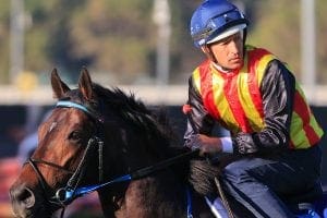 2021 JJ Atkins betting tips, best odds & form guide | Eagle Farm