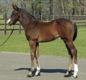 Satono Aladdin foals make impact