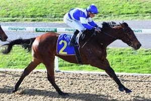 Local trainers dominate on Cambridge synthetic