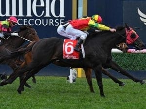 Oak Door returns to win Group 3 Monash Stakes