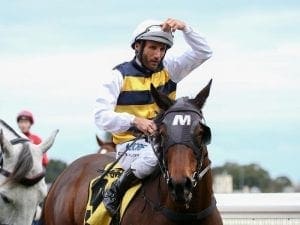 Benitoite confirms rapid rise at Caulfield