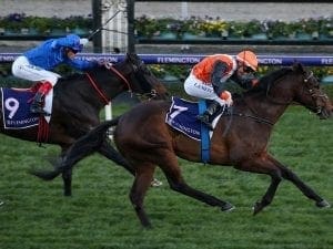 Prezado back in form with Flemington win