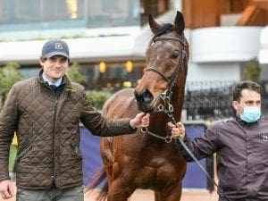 Matt Cumani