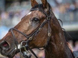 Santa Ana Lane snares slot in The Everest