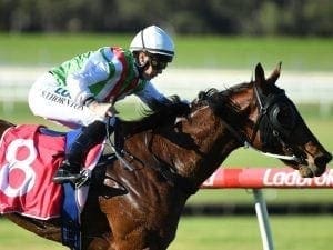 Empire in line for Flemington honours