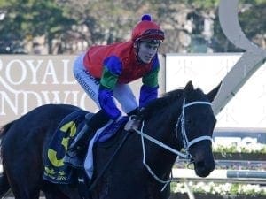 NZ filly Our Malambo wins Australian debut