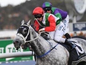 Sir Bacchus gets Winter Stakes start