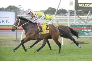Well-performed stayer to get another chance on better tracks