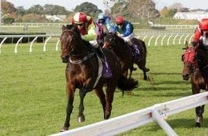 Gentil Tonton returns to favoured track for Taumarunui Gold Cup