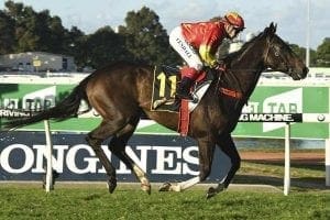 Calanda wins the Schweppes Handicap at Rosehill