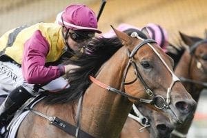 Esgrimidor wins at Canterbury in 2016