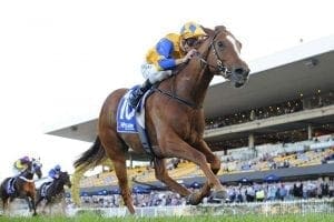 Extensible wins at Rosehill Gardens in 2016