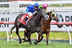 Monash Stakes target for Murt The Flirt