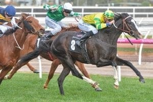 Pacodali wins again at Flemington