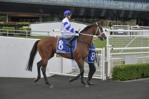 Caboche to resume at Rosehill