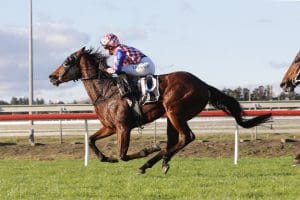 Chris Gibbs hoping to cause Group 3 upset