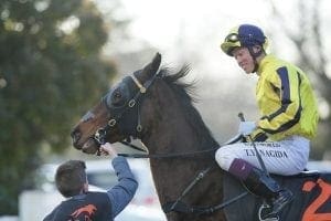 Ugly duckling streets his rivals at Te Rapa